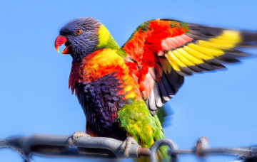 Картинка животные попугаи яркий фон небо крыло птица попугай