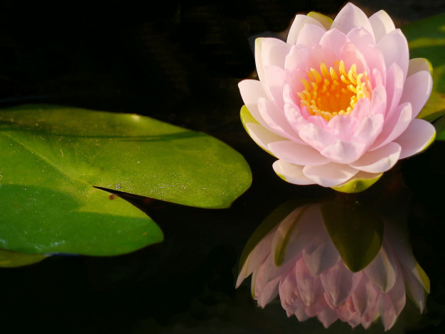 Обои картинки фото цветы, лилии водяные,  нимфеи,  кувшинки, водяная, лилия, вода, листок