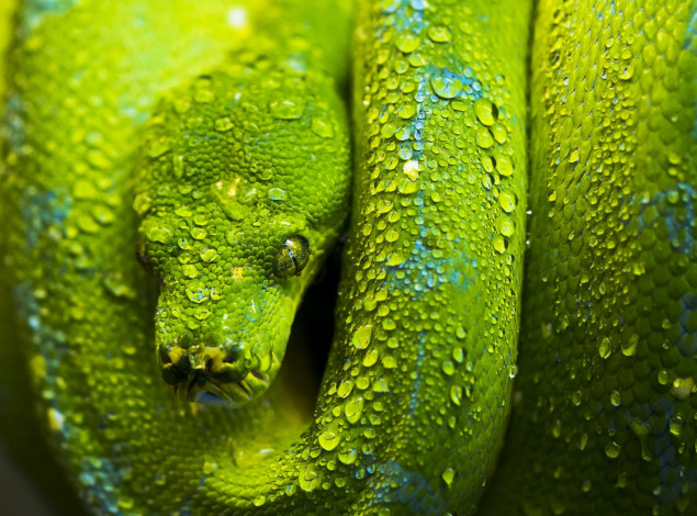 Обои картинки фото животные, змеи,  питоны,  кобры, зеленый, чешуя, капли