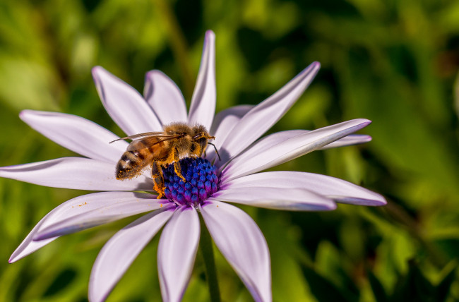 Обои картинки фото животные, пчелы,  осы,  шмели, макро, пчела, цвеок, насекомое, опыление