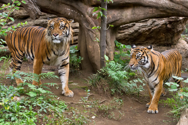 Обои картинки фото животные, тигры, тигр, трава, пара, кошка, суматранский