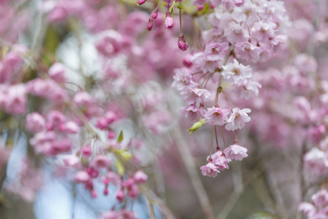 Обои картинки фото цветы, цветущие деревья ,  кустарники, розовые, ветка