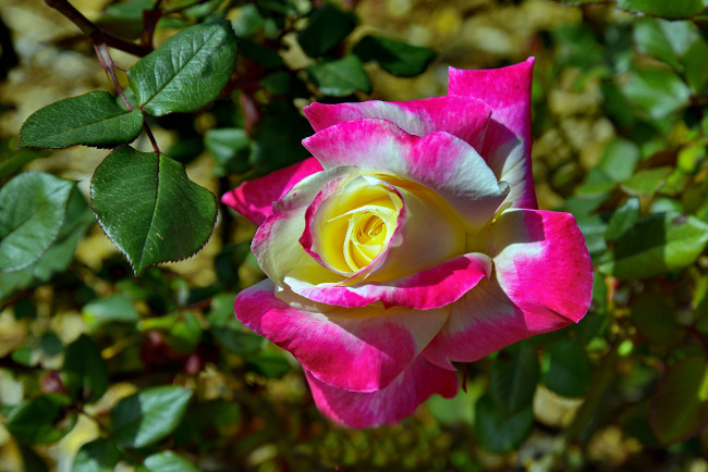 Обои картинки фото цветы, розы, бутон, роза, макро