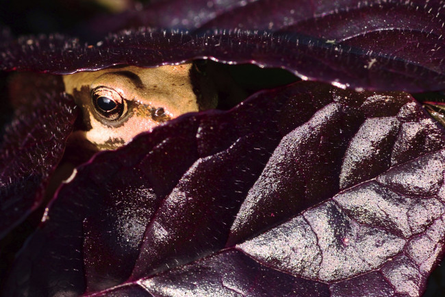 Обои картинки фото животные, лягушки, глаз, макро, выглядывает, лягушка, листья