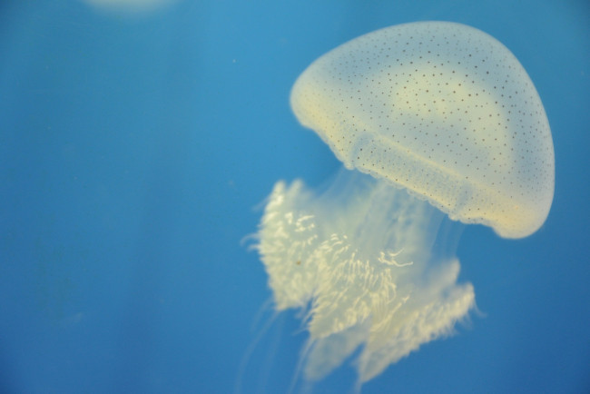 Обои картинки фото животные, медузы, море, вода, медуза, океан