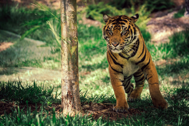Обои картинки фото животные, тигры, тигр, в, движении, калифорния, сан-диего, сафари-парк