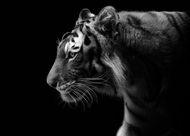 Обои картинки фото животные, тигры, черно-белое, профиль