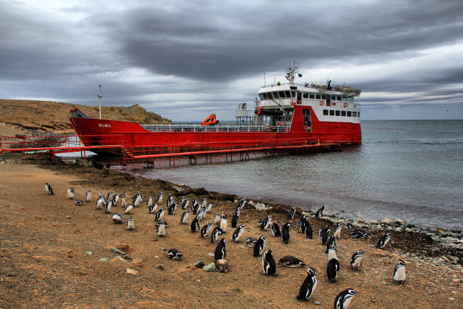 Обои картинки фото корабли, другое, антарктика, судно, пингвины, пляж