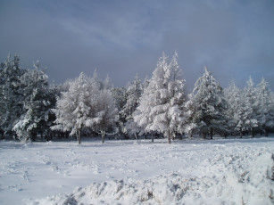 Картинка зимний+лес природа зима зимой лес
