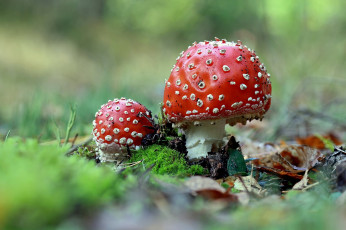 Картинка природа грибы +мухомор мох лес мухоморы
