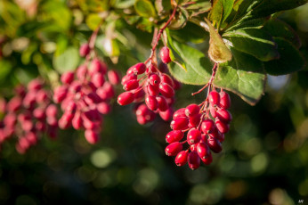 Картинка природа Ягоды ветка барбарис ягоды