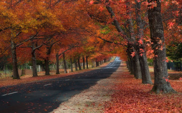 Картинка природа дороги листопад осень шоссе