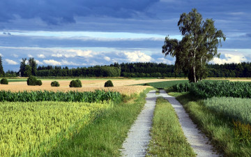 Картинка природа дороги поля лето проселочная дорога