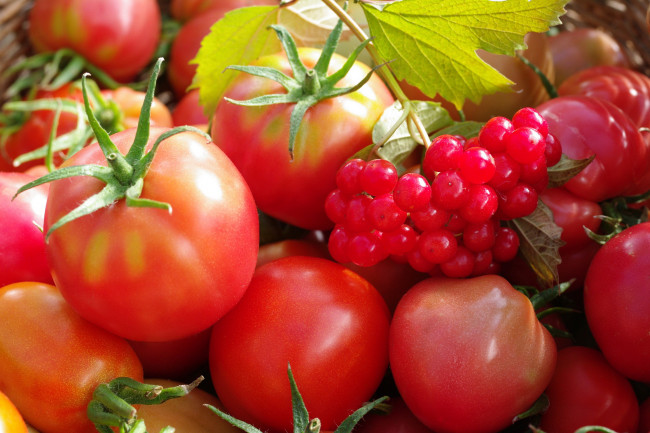 Обои картинки фото еда, помидоры, урожай, осень, огород, ягоды, дача, красный, цвет, овощи, множество, калина, сентябрь, томат, томаты