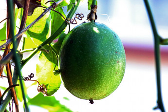 Картинка granadilla+fruit природа плоды granadilla fruit