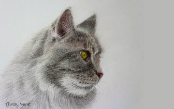 Картинка рисованное chrissy+marie кот