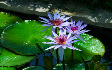 Картинка цветы лилии+водяные +нимфеи +кувшинки листья вода лилии водяные трио