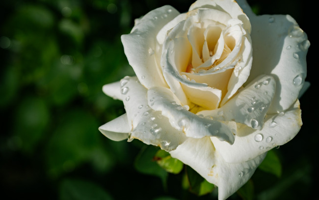 Обои картинки фото цветы, розы, белая, роза, капли, макро