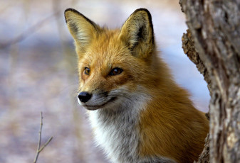 Картинка животные лисы хищник рыжий