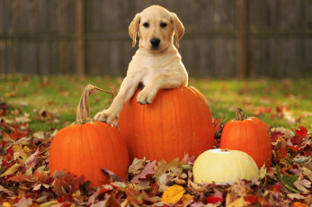 Картинка животные собаки пёс листья тыквы осень