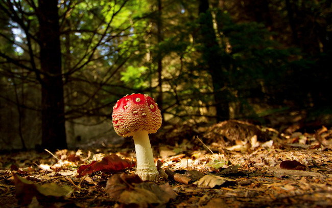 Обои картинки фото природа, грибы, мухомор, осень, листья, лес