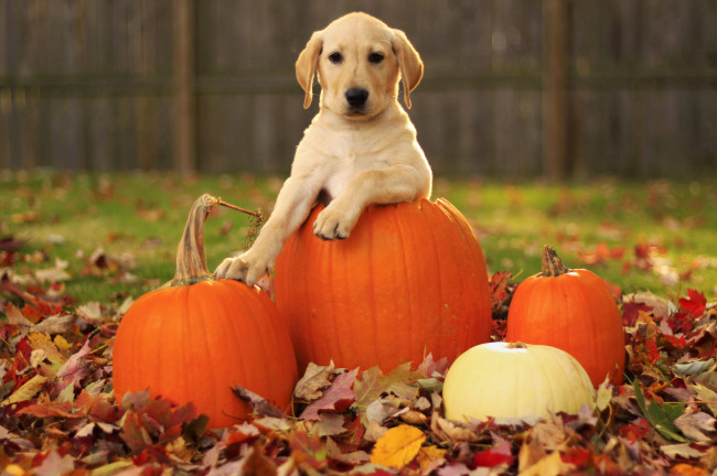 Обои картинки фото животные, собаки, пёс, листья, тыквы, осень