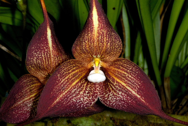 Обои картинки фото цветы, орхидеи, коричневый, экзотика