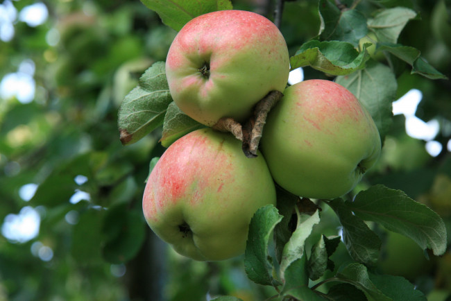 Обои картинки фото природа, плоды, утро, еда, яблоня, сад