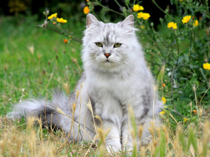 Картинка животные коты серый пушистый