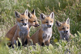 Картинка животные лисы малыши семейка