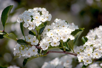 Картинка цветы цветущие деревья кустарники белый ветка