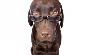 Картинка животные собаки пес морда очки портрет