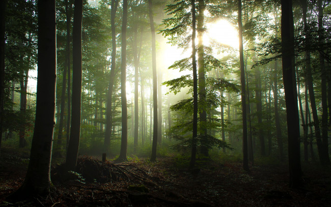 Обои картинки фото природа, лес, утро, деревья