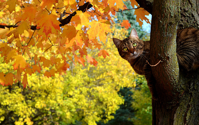 Обои картинки фото животные, коты, жетые, осень, дерево, клен, листья