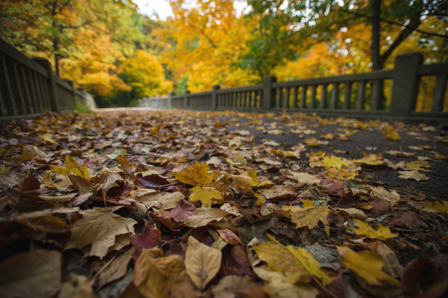 Обои картинки фото природа, листья, парк, осень, мостовая