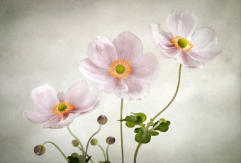 Картинка цветы ветреницы печёночницы японская ветреница