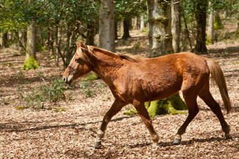 Картинка животные лошади рыжая лошадь бег лес