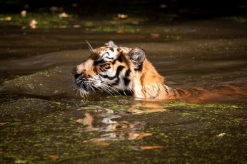 Картинка животные тигры тигр вода купание