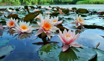 Картинка цветы лилии водяные нимфеи кувшинки листья цветки река