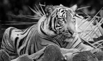 Картинка животные тигры тигр отдых черно-белое