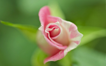 Картинка цветы розы бутон боке макро