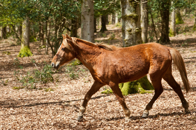 Обои картинки фото животные, лошади, рыжая, лошадь, бег, лес