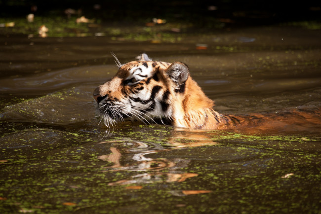 Обои картинки фото животные, тигры, тигр, вода, купание