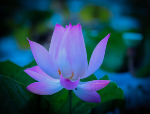 Картинка цветы лотосы лепестки нежность lotus