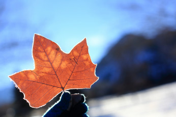 Картинка природа листья снег иней листок лист зима