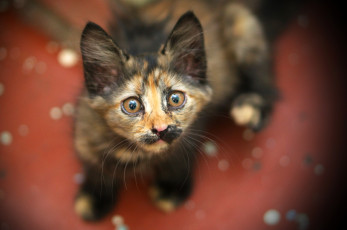 Картинка животные коты необычный усы взгляд трехцветный котенок кошка окрас