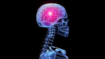 Картинка разное кости +рентген профиль скелет снимок мозг