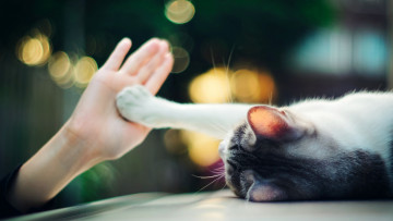 Картинка животные коты кошка ладонь рука лапа лежит огни боке