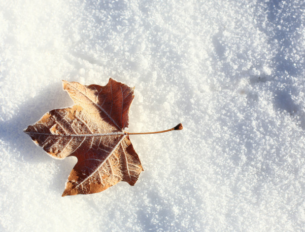 Обои картинки фото природа, листья, лист, зима, снег, иней, листок