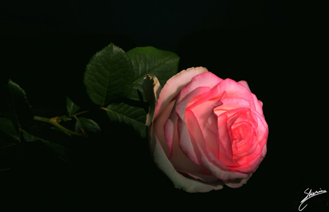 Обои картинки фото цветы, розы, leaves, petals, цветение, листья, лепестки, бутон, роза, bud, rose, blossoms